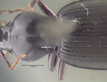 Media type: image;   Entomology 33051 Aspect: pronotum dorsal
